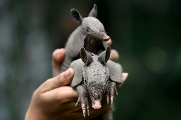 The Nupana reserve has 40 hectares of jungle, according to its owners