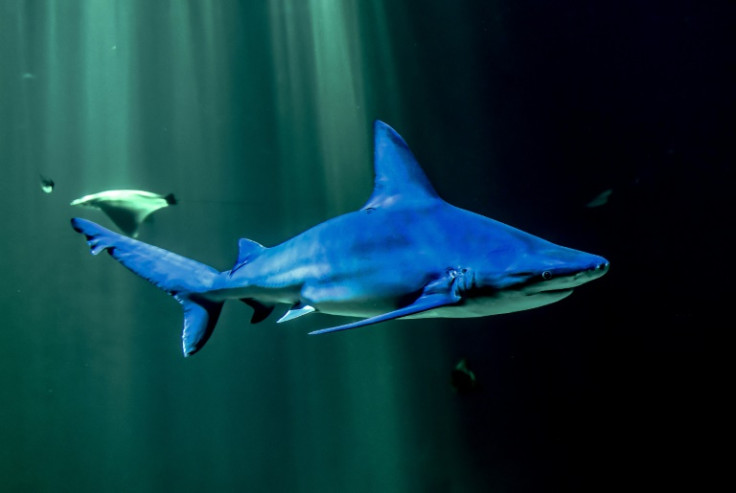 A Grey reef shark swins in an aquarium at the National Center of the Sea in Boulogne-sur-Mer, northern France