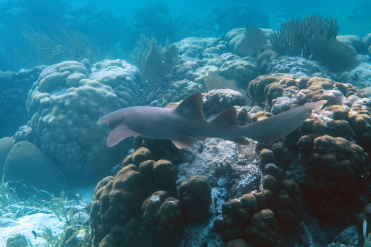 A Nurse Shark (Ginglymostoma cirratum) is seen at the Hol Chan Marine Reserve coral reef in the outskirts of San Pedro village, in Ambergris Cay, Belize,