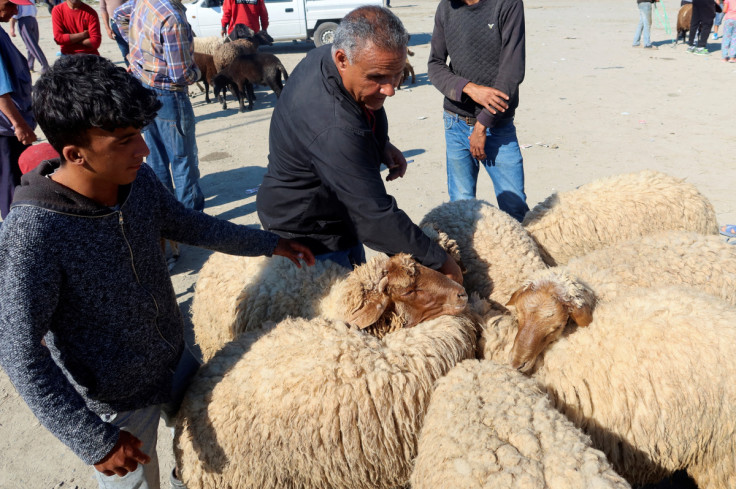 A Tunisian sheep breeder waits for customers at a livestock market in Borj El Amri