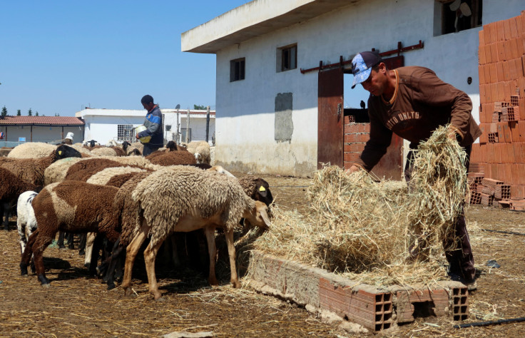 Tunisian farmer Nabil Rhimi feeds his sheep at his farm in Borj El Amri