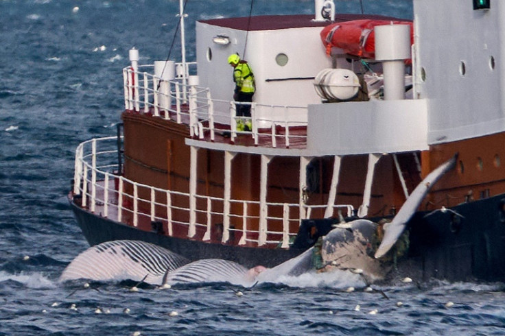 It now looks doubtful the nation's last remaining whaling company, Hvalur, would head out to sea so late in the season