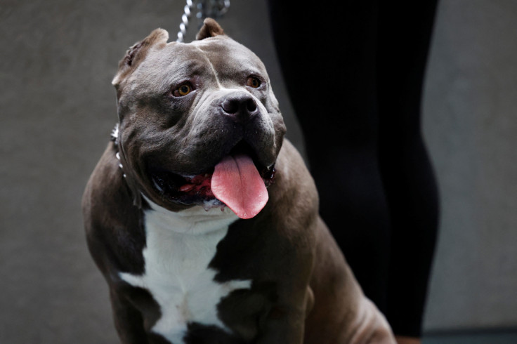 American Bully XXL Pablo waits for a check into the cause of breathing problems at a veterinary clinic in Utrecht