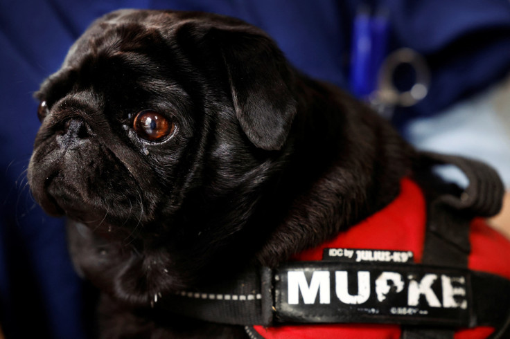 Pug Mupke waits for a check into the cause of breathing problems at a veterinary clinic in Utrecht