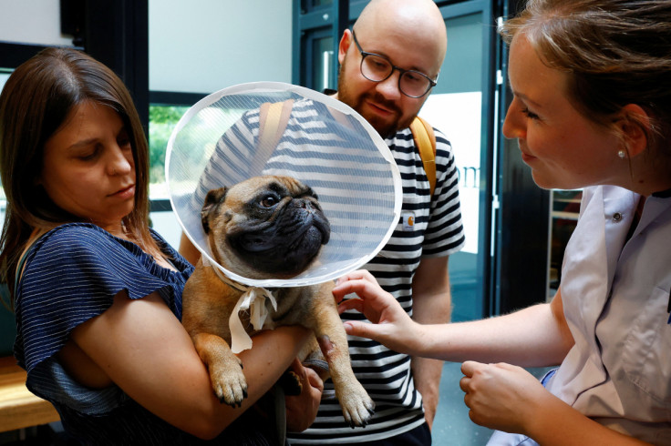 French bulldog Abbey is returned to its owners after undergoing surgery for breathing problems