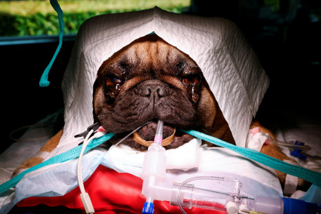 French bulldog Abbey undergoes surgery for breathing problems while Dutch government proposes to outlaw overbred cats and dogs as cruel
