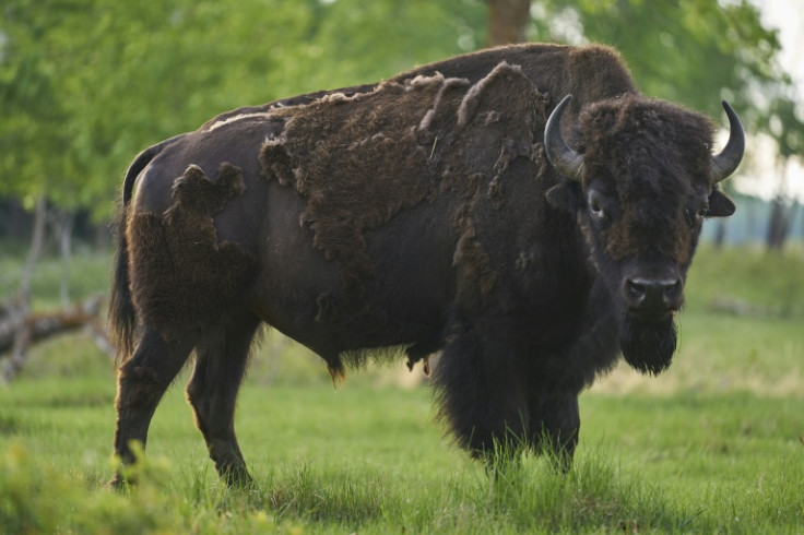 A male bison roams Elk Island National Park near Edmonton, Canada. Sixteen bison relocated from the biosphere reserve to Banff six years ago have greatly multiplied