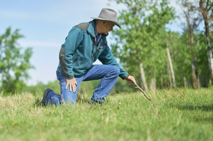 Former Elk Island National Park warden Wes Olson pokes bison dung colonized by insects