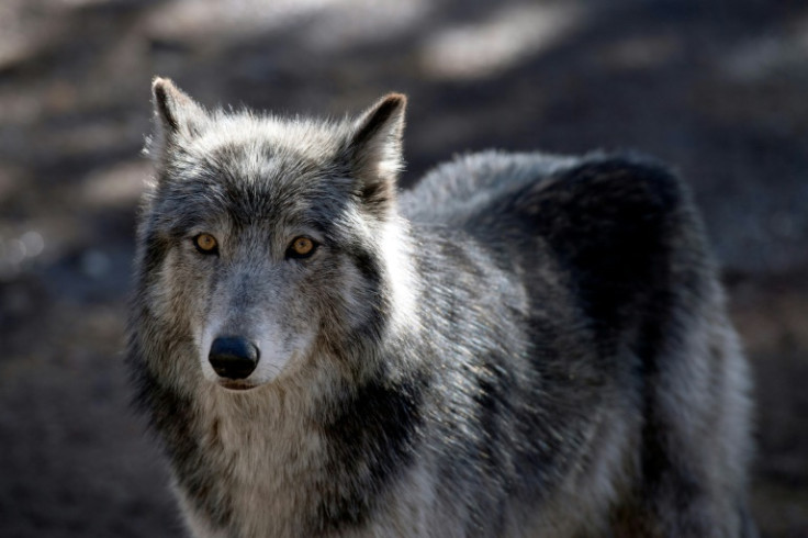 A wolf inside its enclosure at the Colorado Wolf and Wildlife Center (CWWC) in Divide, Colorado; like dogs, wolves recognize and respond to the voices of familiar humans more than strangers, according to a study