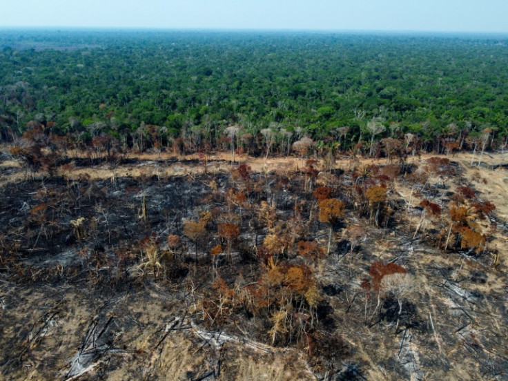 Nearly a football pitch of mature tropical trees were felled or burned every five seconds in 2022