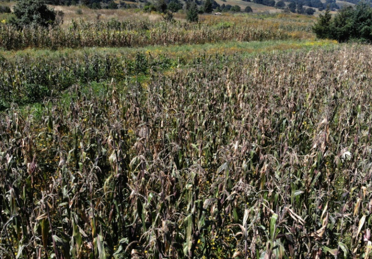 Glyphosate is the main ingredient in the Roundup weedkiller, which is used around the world