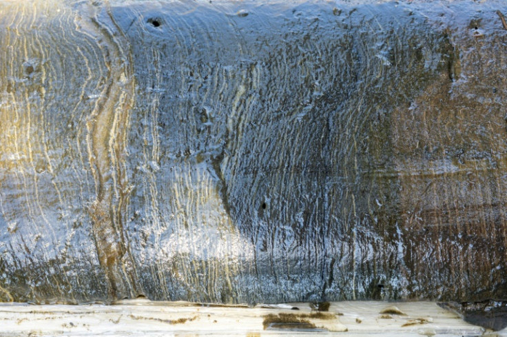 The distinct years of sediment deposits are visible in this section collected from the bottom of Crawford Lake