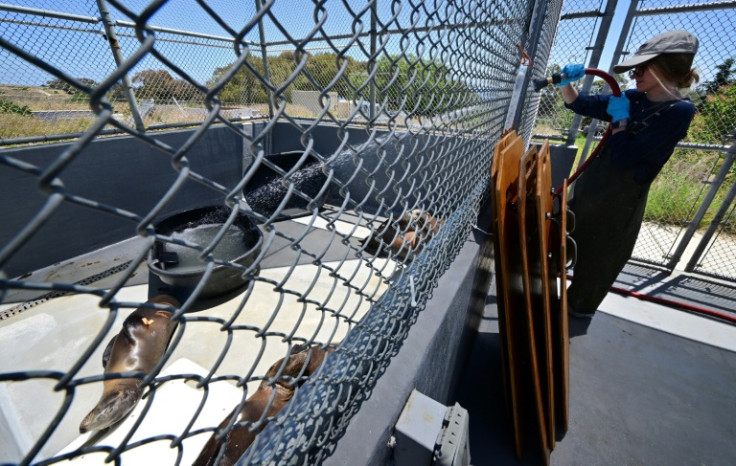 A volunteer sprays water to cool off sea lions recovering from domoic acid poisoning at California's Channel Islands Marine and Wildlife Institute