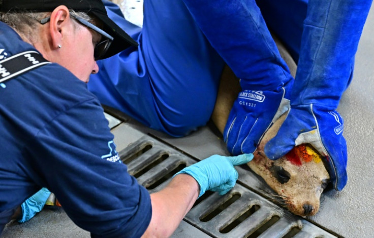 Ventura County stranding coordinator for the Channel Islands Marine and Wildlife Institute (CIMWI), Denise Christ, points to a wound on a rescued sea lion, in for treatment at the CIMWI