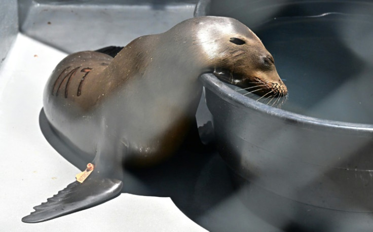 Hundreds of sea lions have been sickened by domoic acid, a neurotoxin produced by algae that are a food source for fish, which are then eaten by sea lions and dolphins
