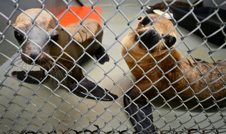 Sea lions in recovery from domoic acid poisoning -- caused by California's repeated algal blooms -- look out of their enclosure at the Channel Islands Marine and Wildlife Institute (CIMWI) in Gaviota, California, on July 9, 2023