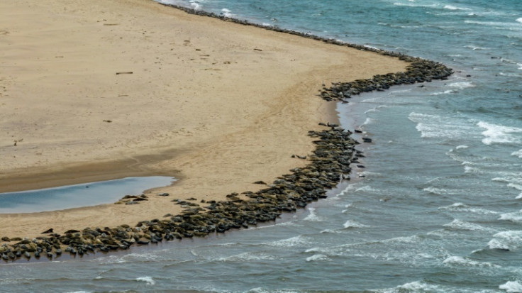 Seal populations have exploded since the 1970s, though experts say it is not an example of overpopulation
