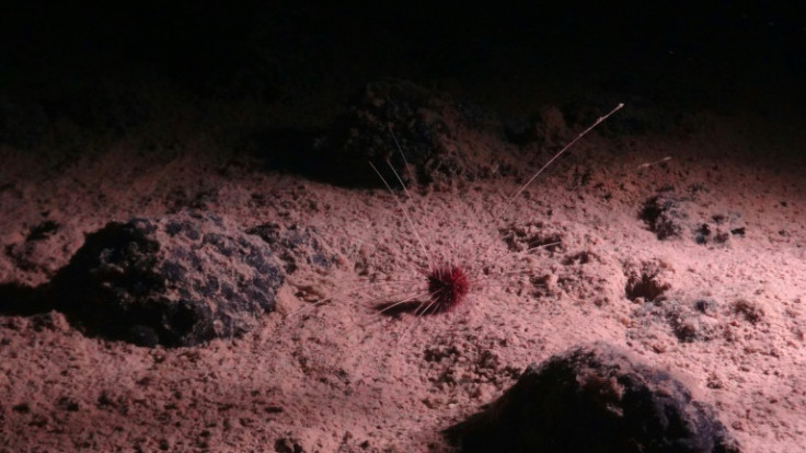 The abyssal urchin Plesiodiadema globulosum is one of the most abundant invertebrates in the NE Pacific region in a zone which teems with biodiversity