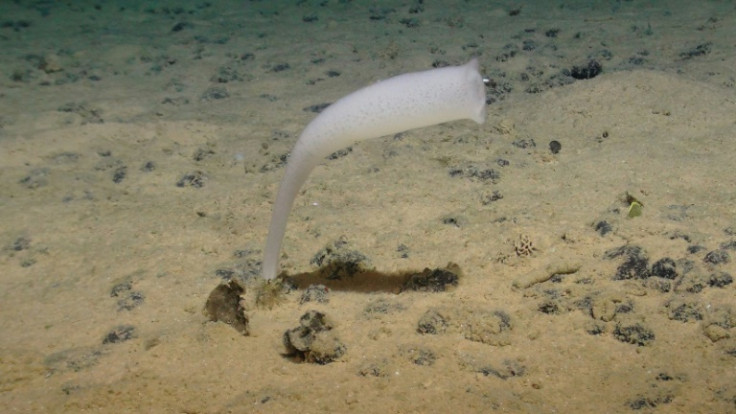 A glass sponge from the Euplectellidae family -- one of countless creatures found in the Clarion-Clipperton Zone home to thousands of species previously unknown to science and more complex than previously thought