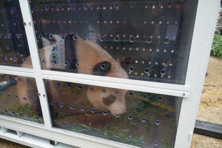 There are about 600 in captivity in panda centres, zoos and wildlife parks around the world