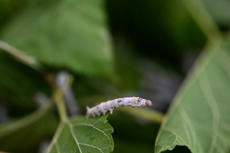 The silkworm egg hatches a caterpillar which eventually pierces a hole through the cocoon it has spun and flutters off as a moth