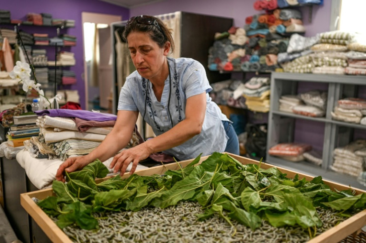 Emel Duman feeds silkworms with mulberry leaves