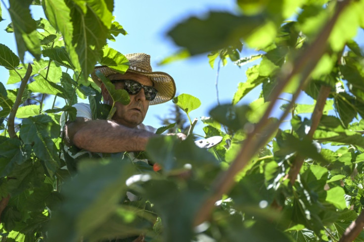 Fikret Duman collects leaves from among his 15,000 mulberry bushes