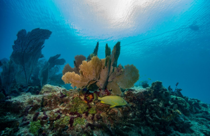 A French grunt fish swims around a coral reef in Key West, Florida on July 13, 2023