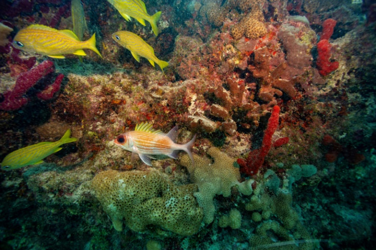 French grunt fish and a longspine squirrelfish swim around a coral reef in Key West, Florida