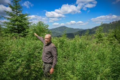 Forest engineer Gabriel Oltean fights against intense, often illegal logging