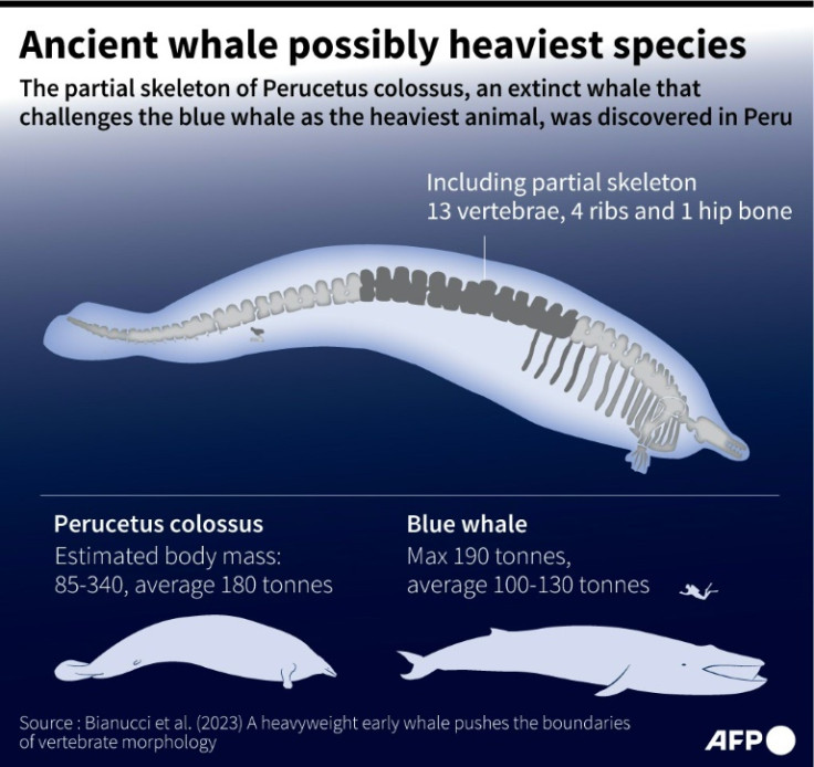 The Perucetus colossus compared to the size of a blue whale
