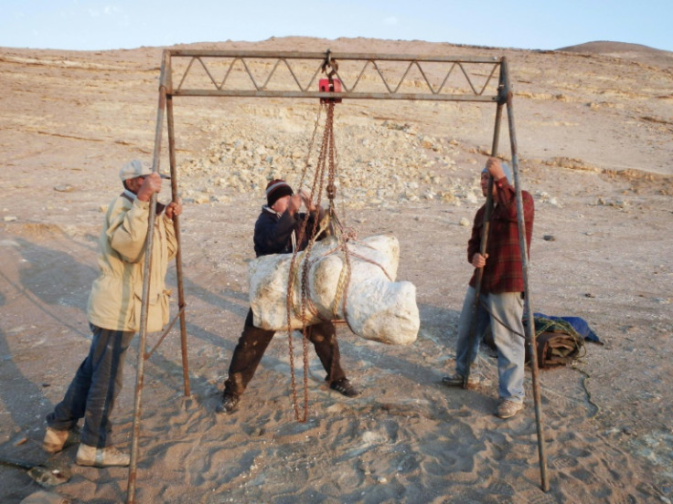 Researchers in Peru winch up one of the ancient whale's massive vertebrae, some of which weighed nearly 200 kilograms