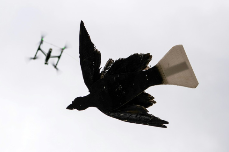 A drone, with an eagle lure attached, used to train Maremma sheep dogs to protect livestock from Sea Eagles