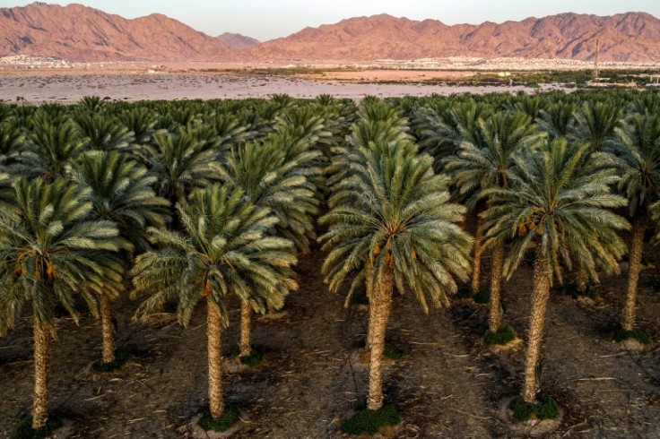 A date palm plantation that is irrigated with a mix of groundwater and wastewater