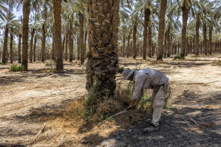 A farmer checks on a drip irrigation pipe in Aravah valley in Israel's southern Negev desert