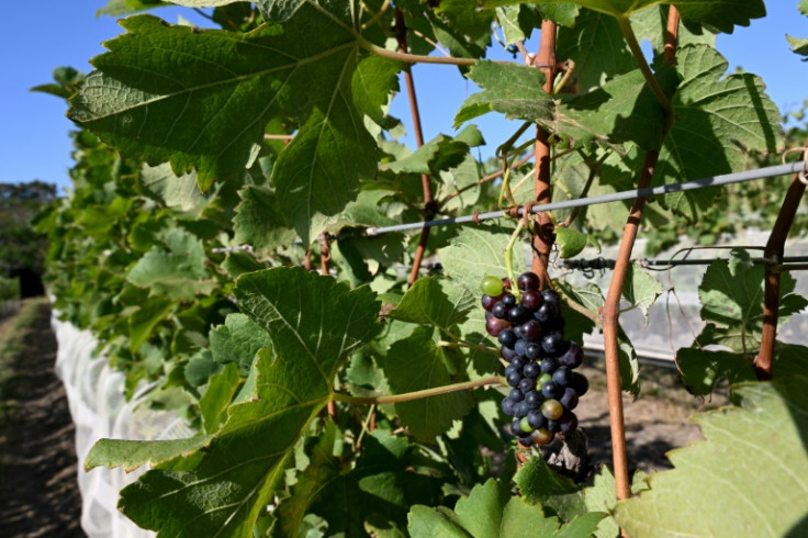 Syrah grapes growing in a vineyard at Villa Triacca winery Brazil, where wine makers say their vintages will one day rival Argentina and Chile