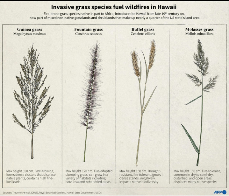 Graphic showing a selection of invasive and flammable grass species in Hawaii that can act as fuels for wildfires