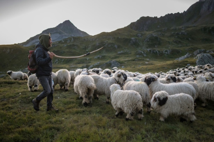 Shepherd Mathis von Siebenthal leads sheep in the Swiss Alps during a monitoring programme by Swiss NGO "OPPAL" to watch livestock against wolves