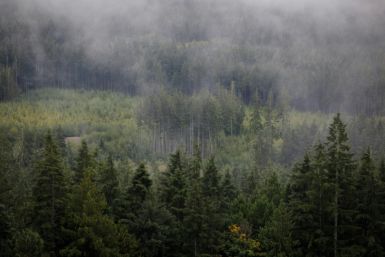 Clusters of trees are seen from a lookout on a logging road on Vancouver Island