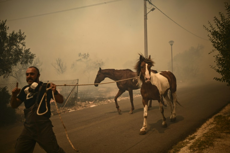 A man evacuates horses in the Chasia on the outskirts of Athens