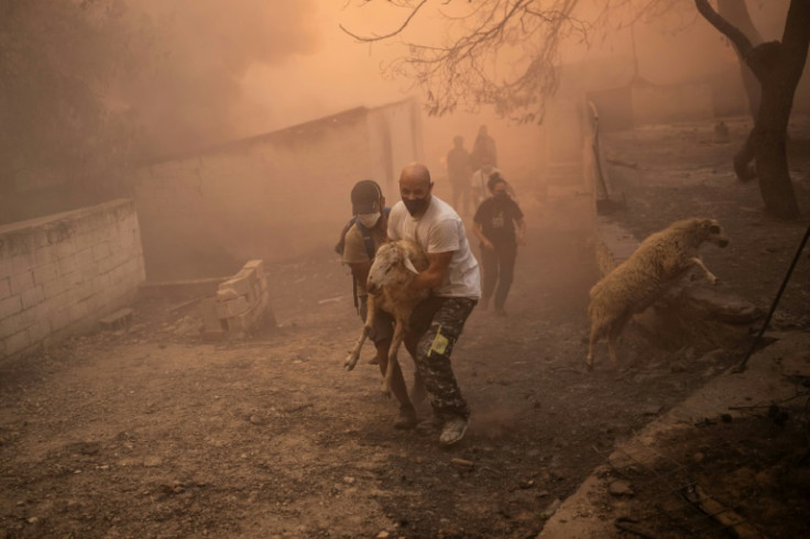 Volunteers rescue sheep from a burning farm during a wild fire in the village of Chasia, near Athens