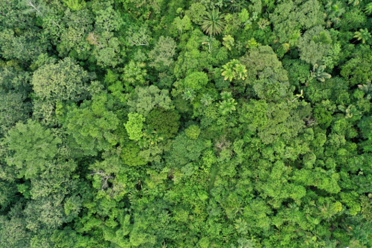 The new research suggests that leaf death could become a new factor in the predicted "tipping point" where tropical forests transition due to climate change and deforestation into savannah-like landscapes.