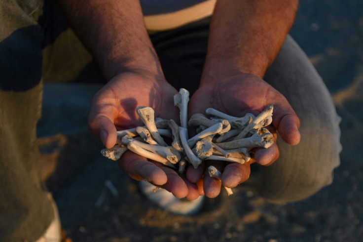 Bird bones betray the environmental damage done by global heating and drought