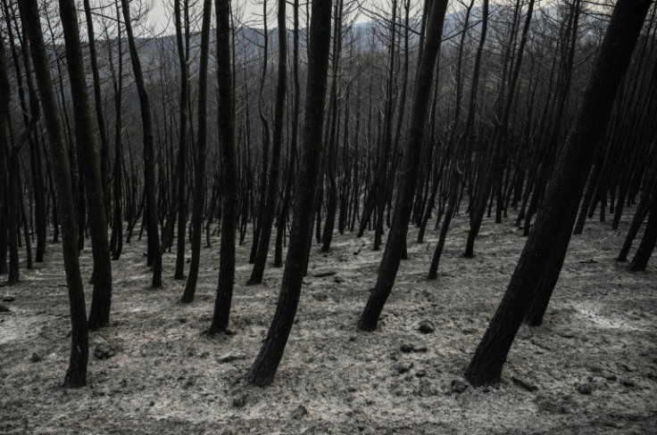 One European Commission spokesman said the Dadia blaze was 'the largest wildfire ever recorded in the EU'