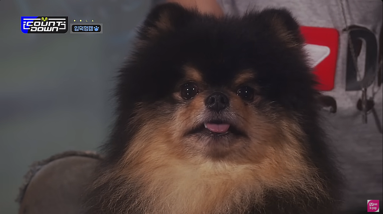 K-Pup! BTS V’s Dog Yeontan Is First Celeb Pet To Have An Official Performance Fancam