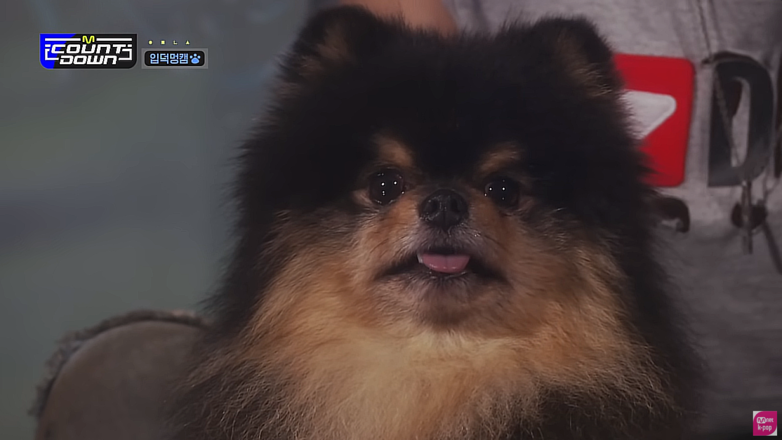 K Pup BTS V s Dog Yeontan Is First Celeb Pet To Have An Official