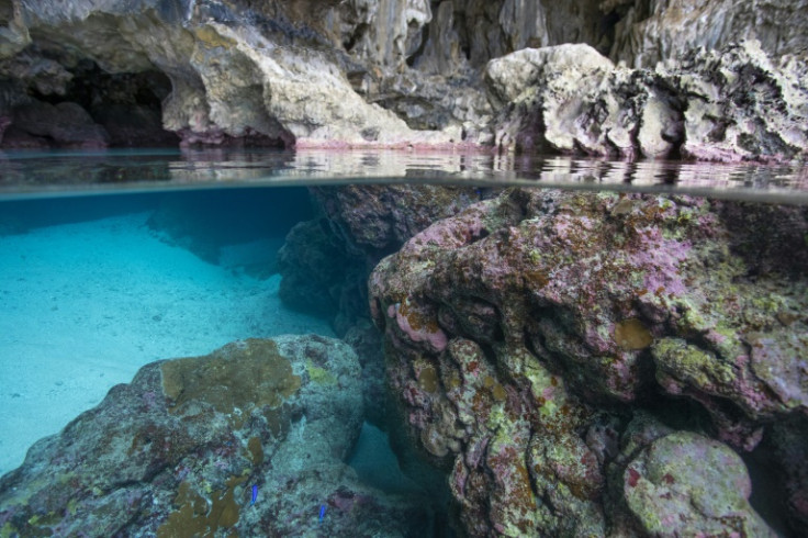 Coral on Niue Island in the South Pacific