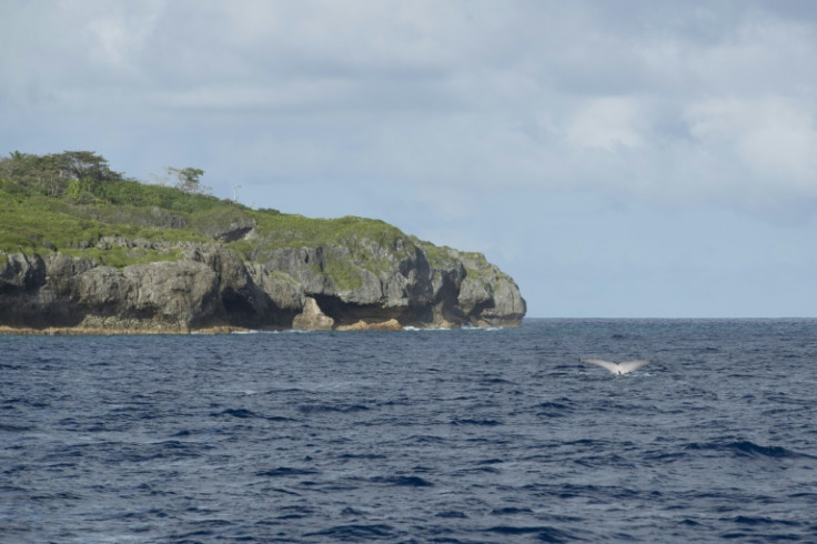 A a Humpback Whale seen swimming past Niue Island in the South Pacific