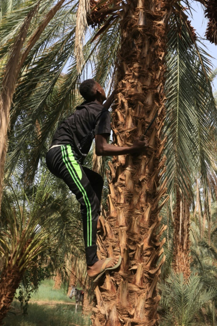 Sudan is the world's seventh-largest producer of dates, growing more than 460,000 tonnes per year, according to the United Nations