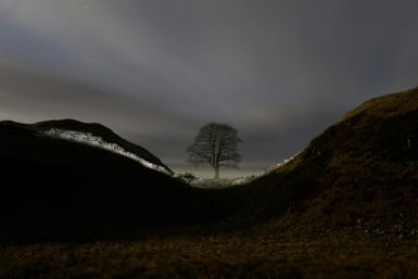 The tree at Sycamore Gap on Hadrian's Wall in Northumberland was a symbol of northeast England